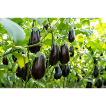 Brinjal (1)-9794063-48157.webp
